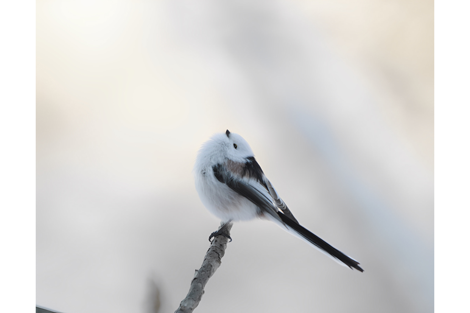 PENTAX賞