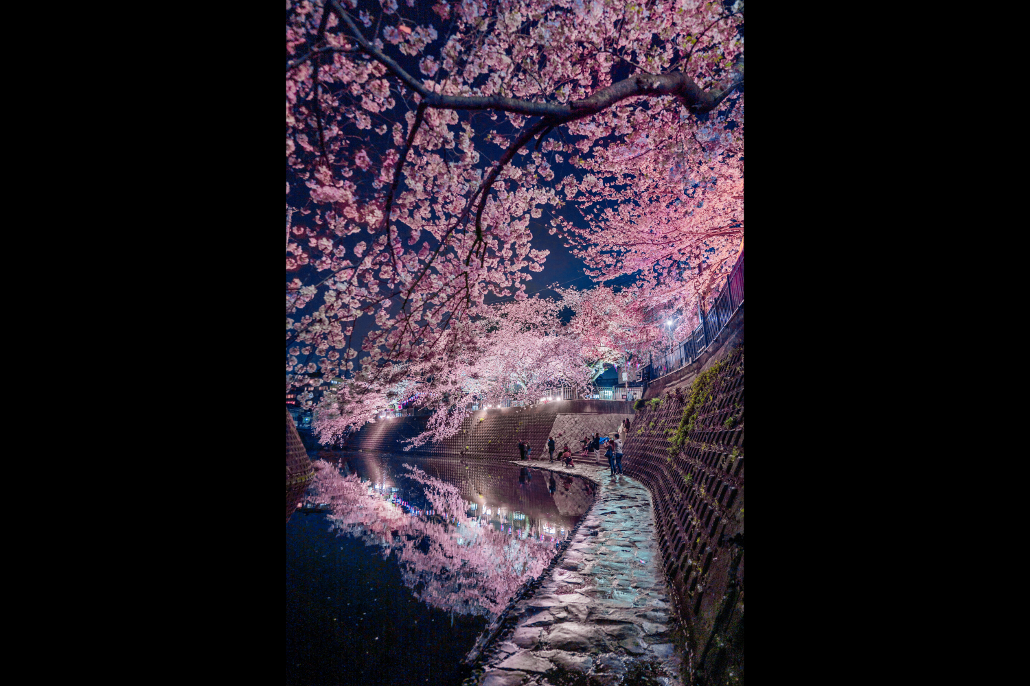 桜賞