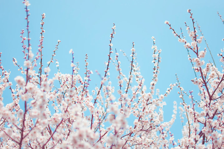 PHOTOGENIC SPRINGフォトコンテスト