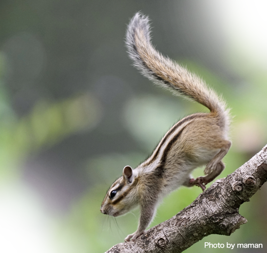 フォトコンテスト案内