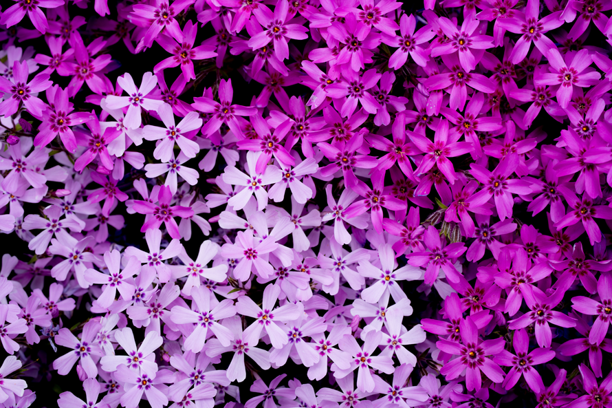 花賞