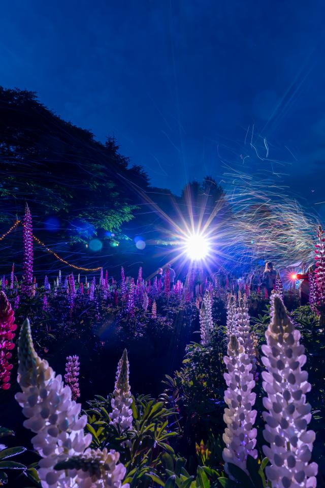 青森市合浦公園桜 | EVERYBODY×PHOTOGRAPHER.com