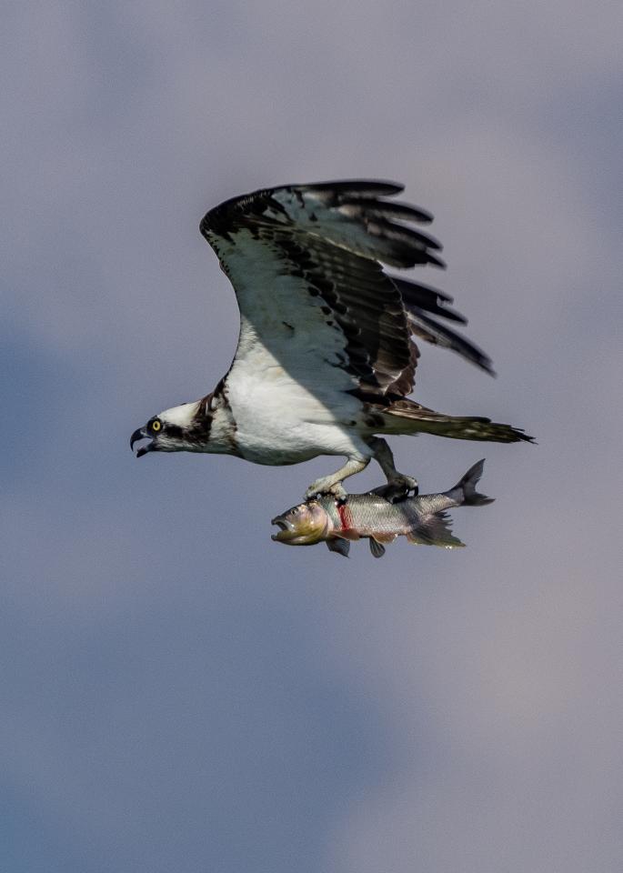 メタセコイア並木の雪降る夜景 | EVERYBODY×PHOTOGRAPHER.com
