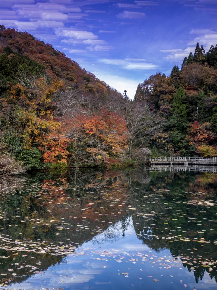 メタセコイア並木の雪降る夜景 | EVERYBODY×PHOTOGRAPHER.com
