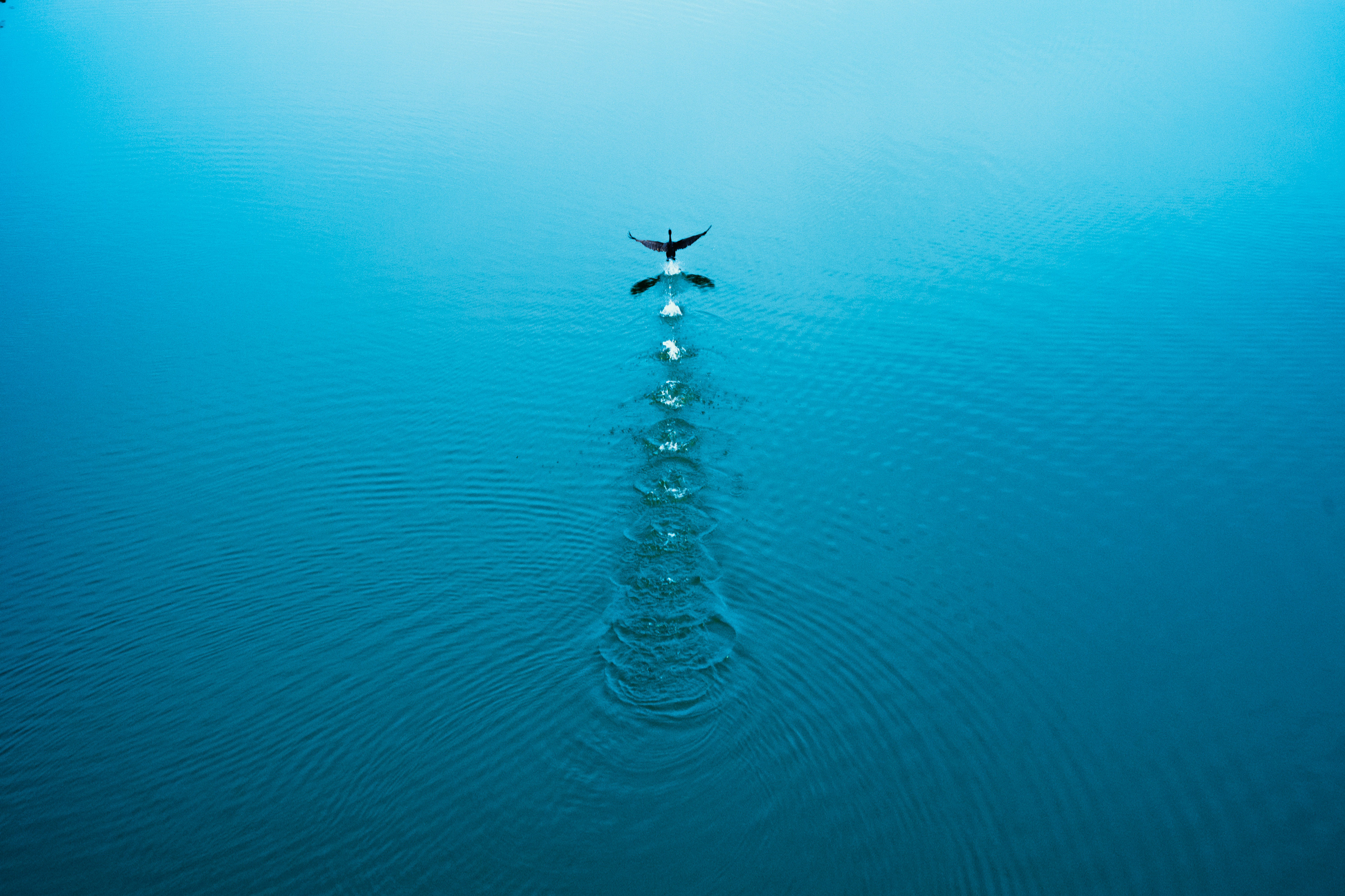 The blueprint of flight / YMH902047
