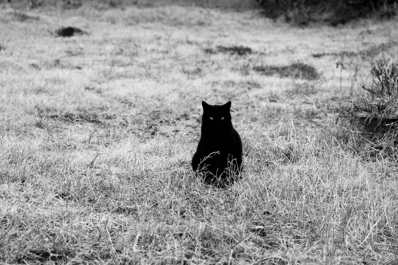 黒い猫との遭遇 Everybody Photographer Com