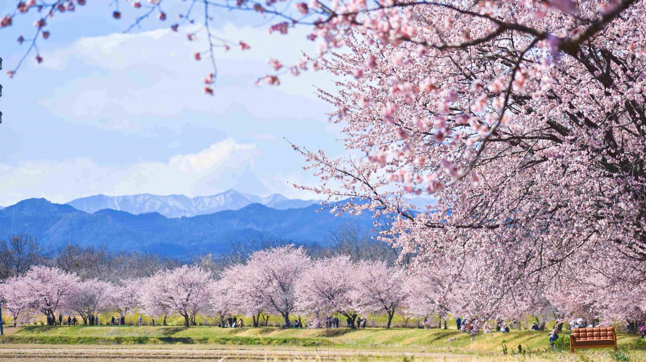 Sakura\