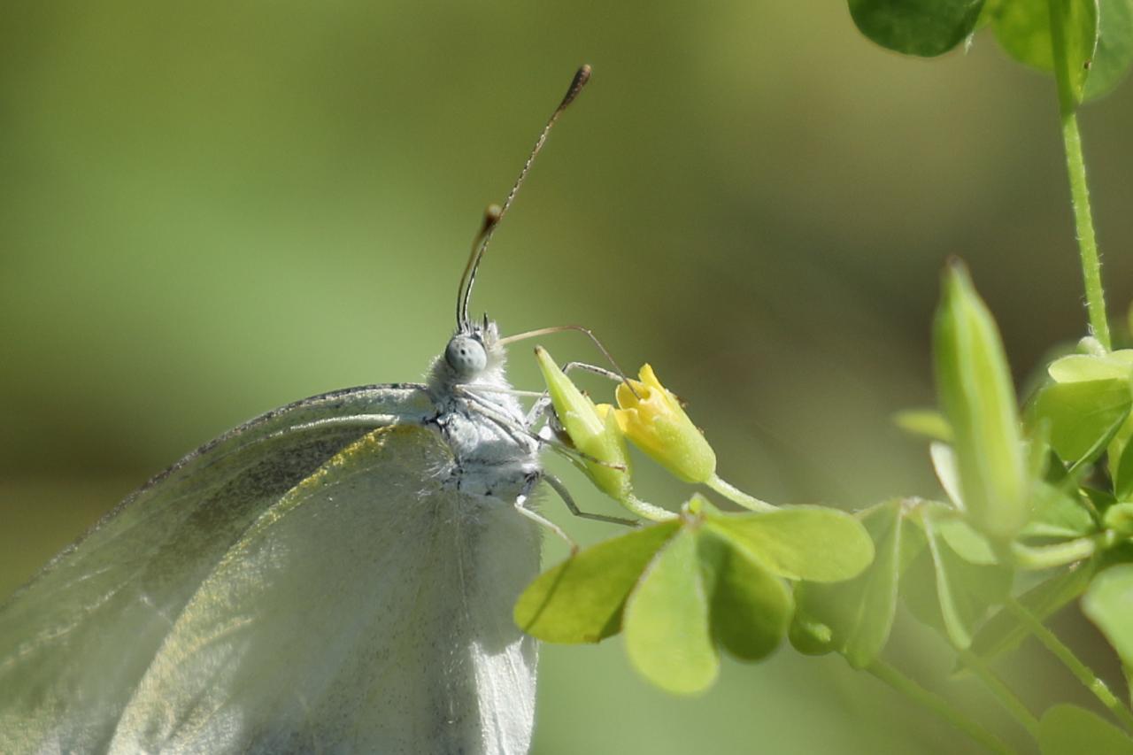 公園の仲間06 ハエドクソウとモンシロチョウ Everybody Photographer Com