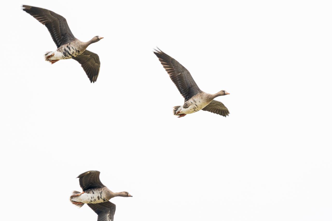 一斉に飛び立つ鳥たち Everybody Photographer Com