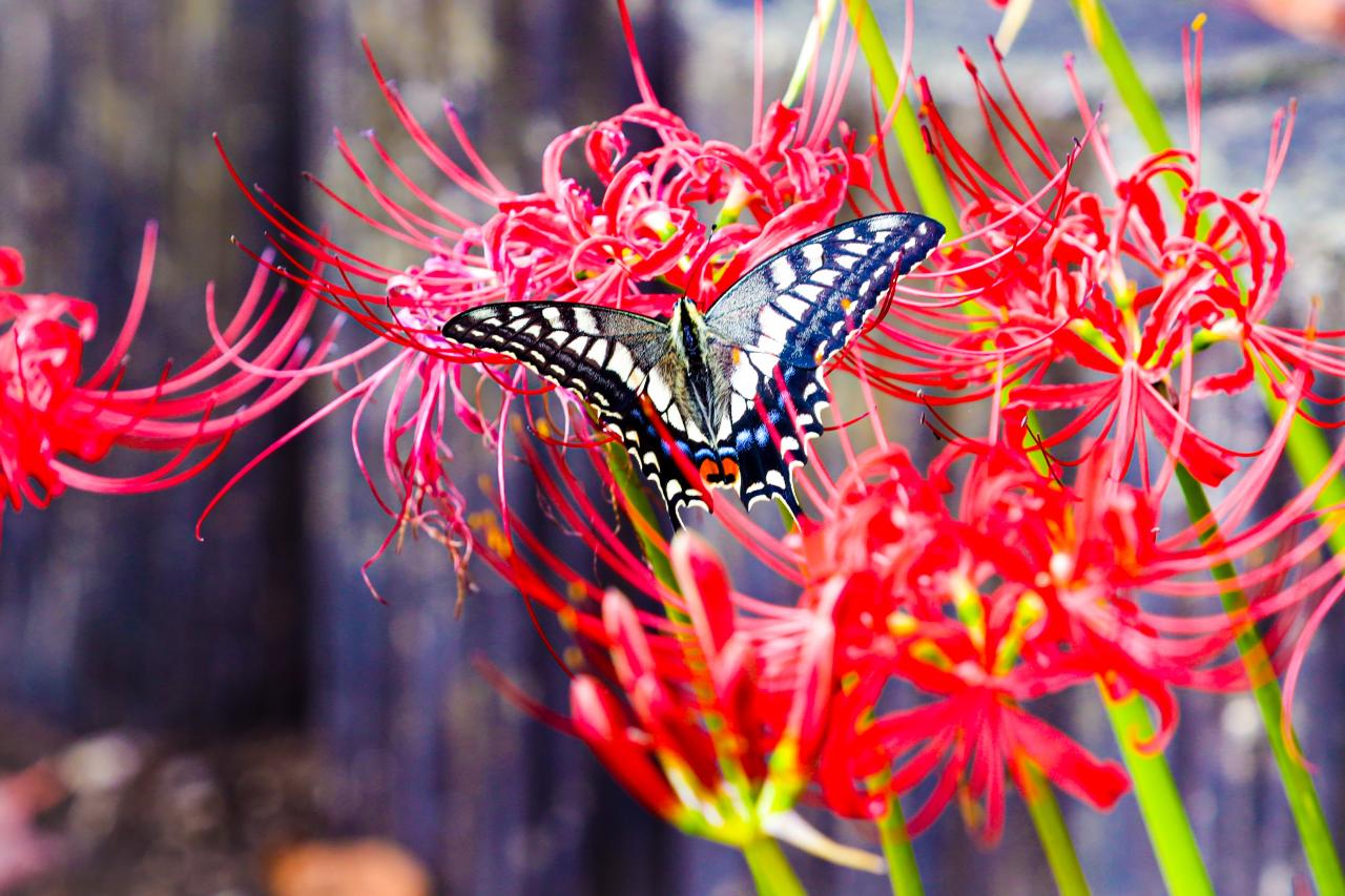 彼岸花(曼殊沙華)と蝶 | EVERYBODY×PHOTOGRAPHER.com