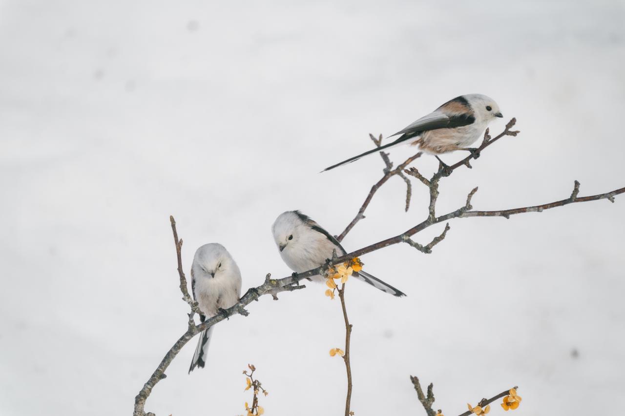 シマエナガジオラマウワッチ
