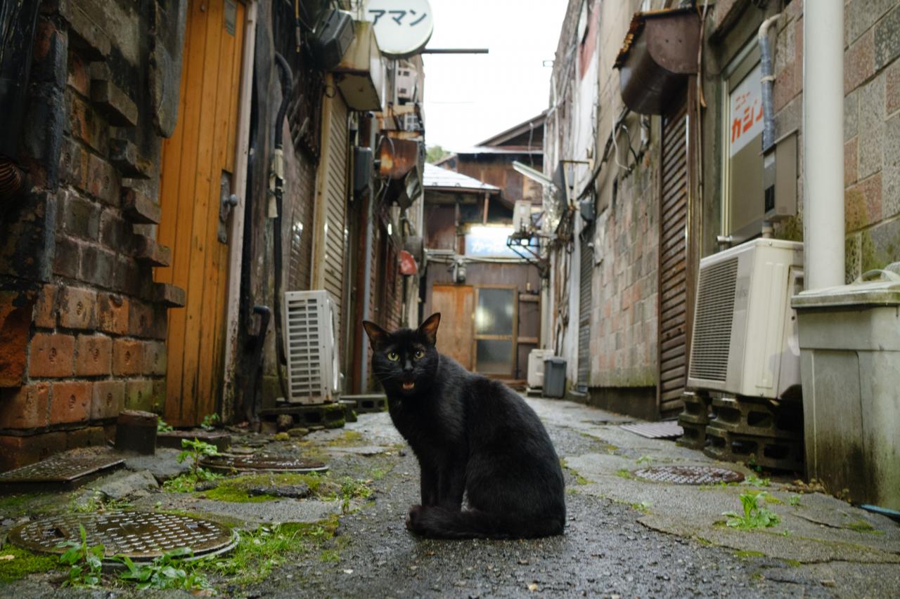 路地裏に棲む猫 Everybody Photographer Com