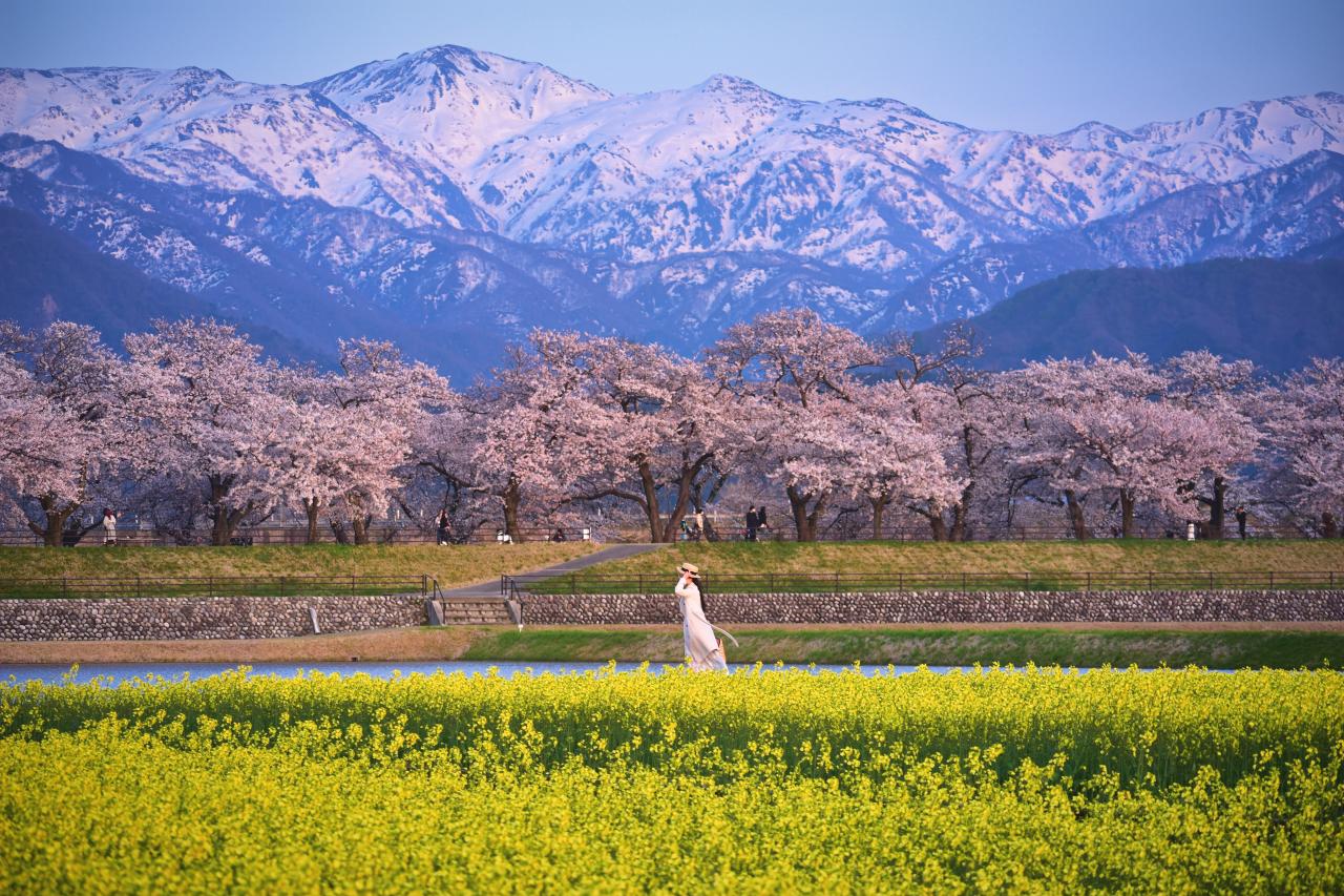 Sakura\
