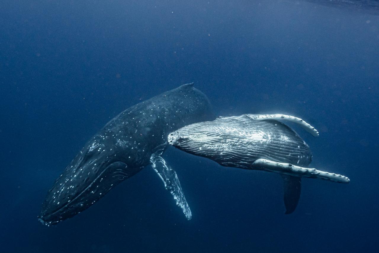 クジラの親子 Everybody Photographer Com クジラの親子 Everybody Photographer Com