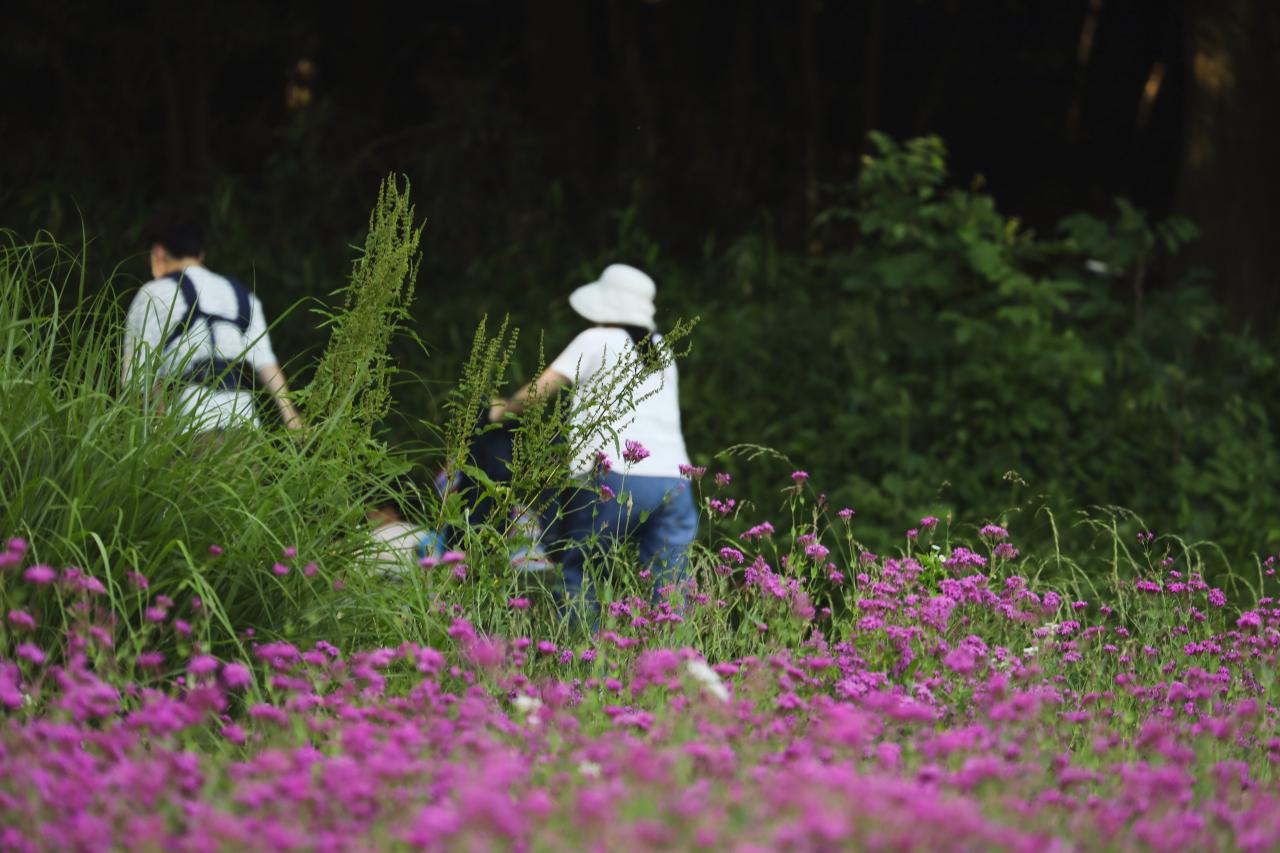 アリウム ギガンチウム Everybody Photographer Com