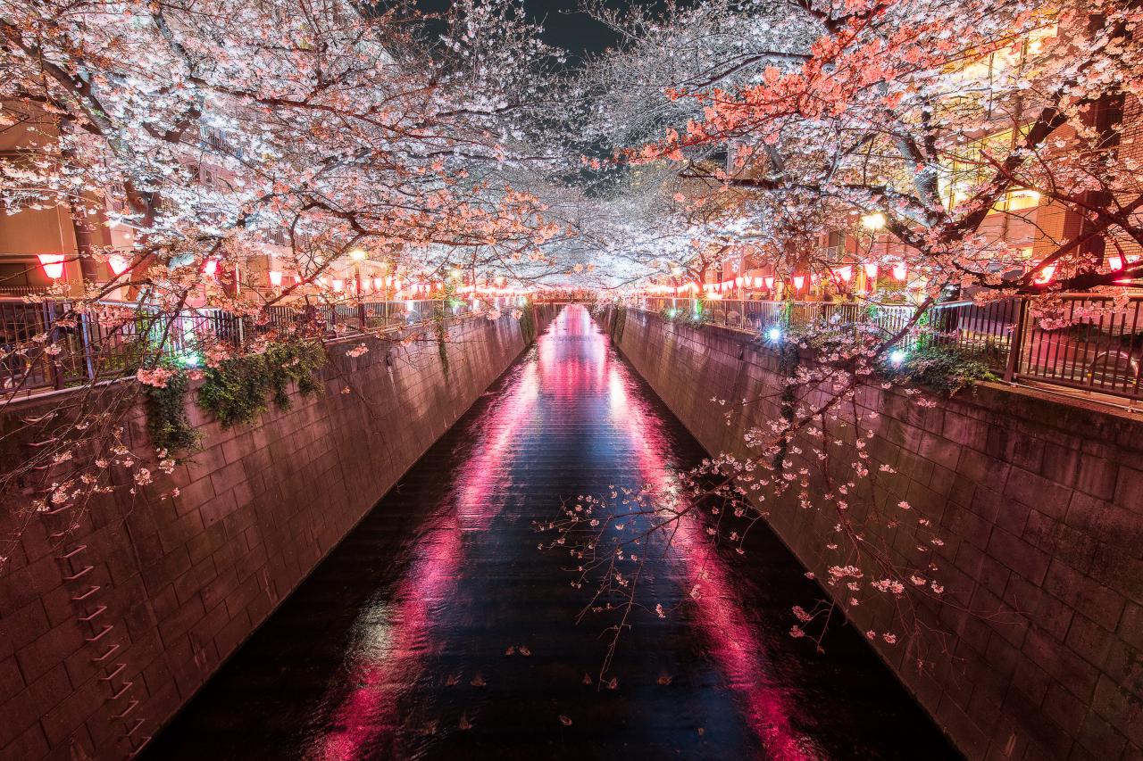 花畑の星空 Everybody Photographer Com