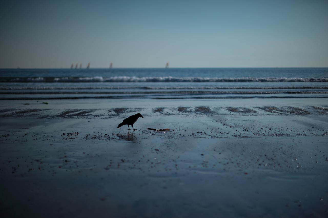 てんとう虫 Everybody Photographer Com