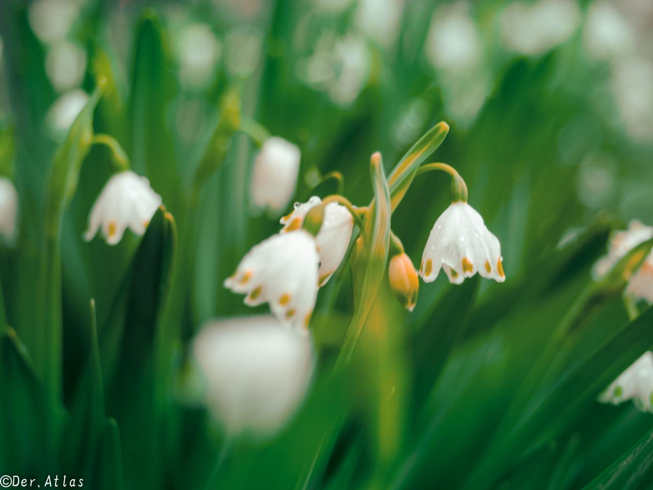 蒼鷺が夢を観る頃に Everybody Photographer Com