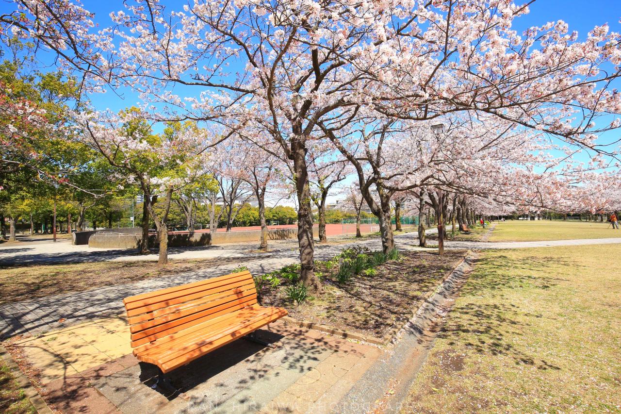 夜のワニ塚桜 Everybody Photographer Com 夜のワニ塚桜 Everybody Photographer Com