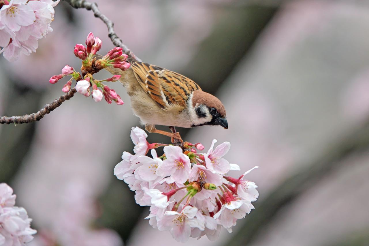 サクラ雀 Everybody Photographer Com サクラ雀 Everybody Photographer Com