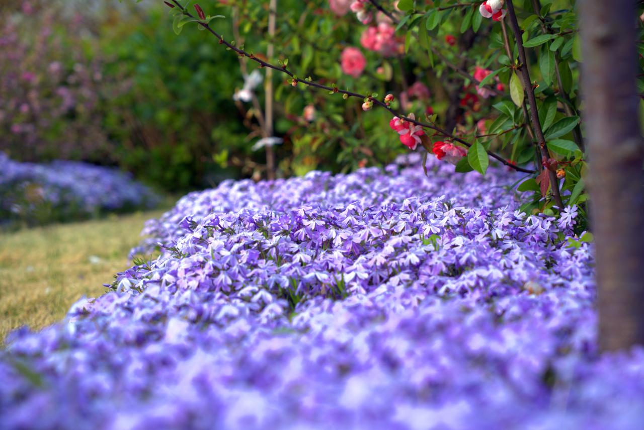 青空とコデマリ Everybody Photographer Com