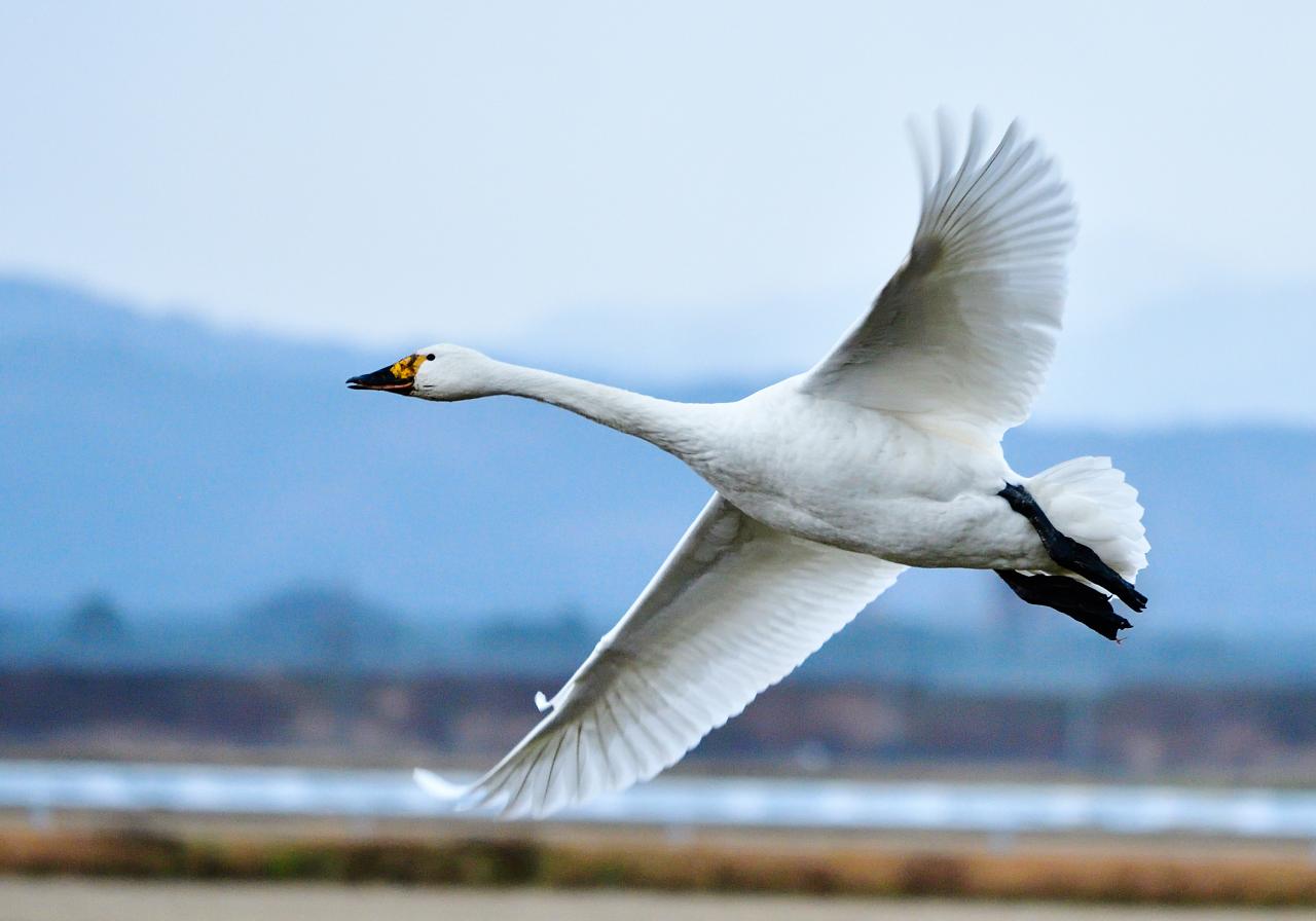 田んぼを飛ぶ白鳥 Everybody Photographer Com