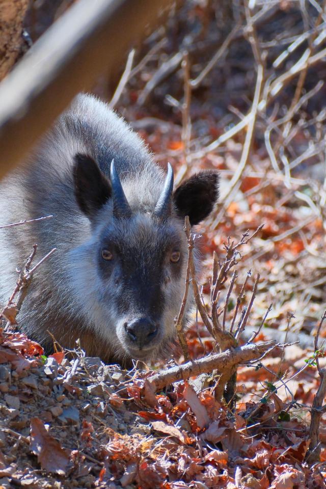 御岳山のカモシカ | EVERYBODY×PHOTOGRAPHER.com