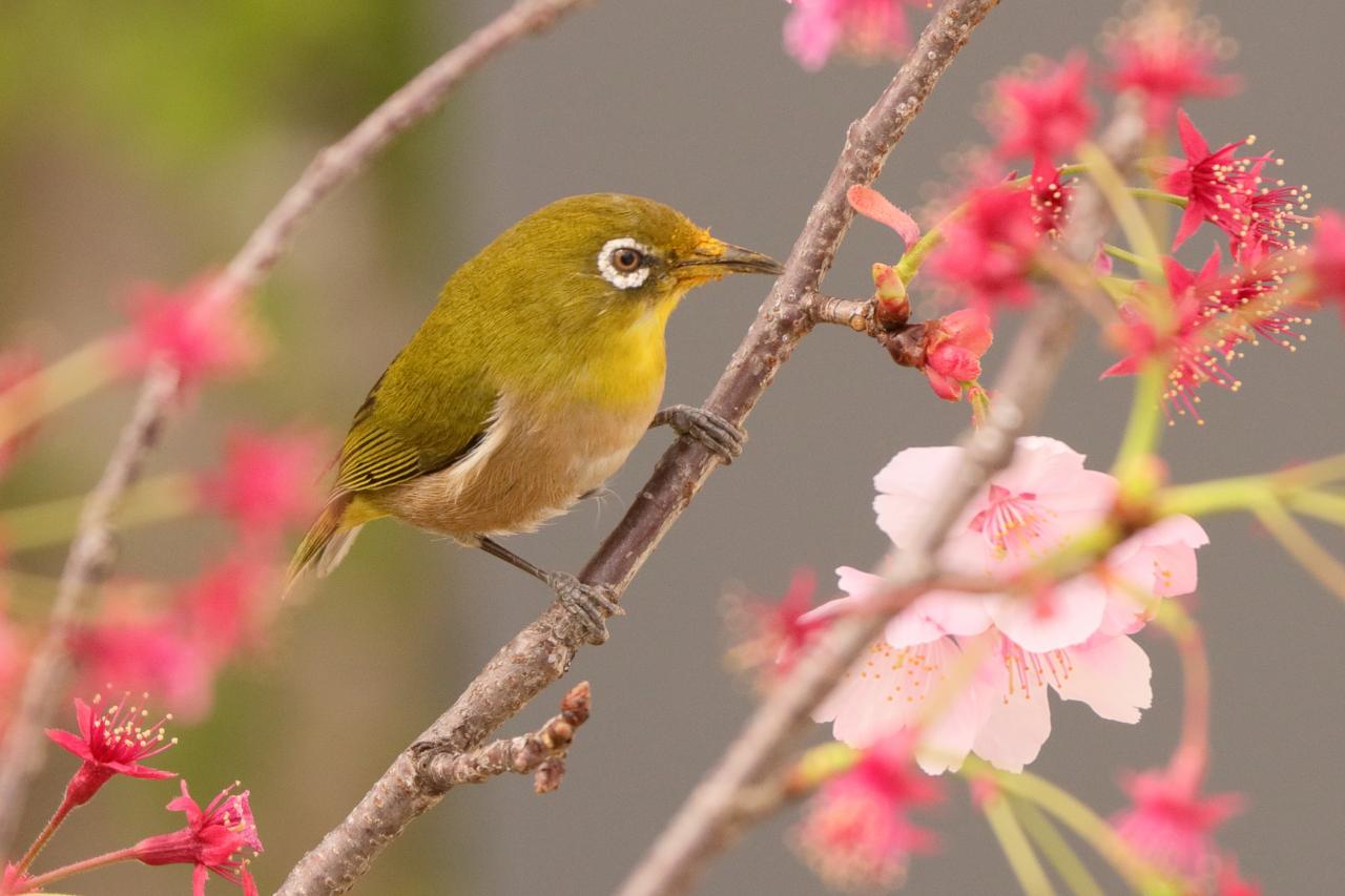花言葉は 寂しさに耐える Everybody Photographer Com 花言葉は 寂しさに耐える Everybody Photographer Com