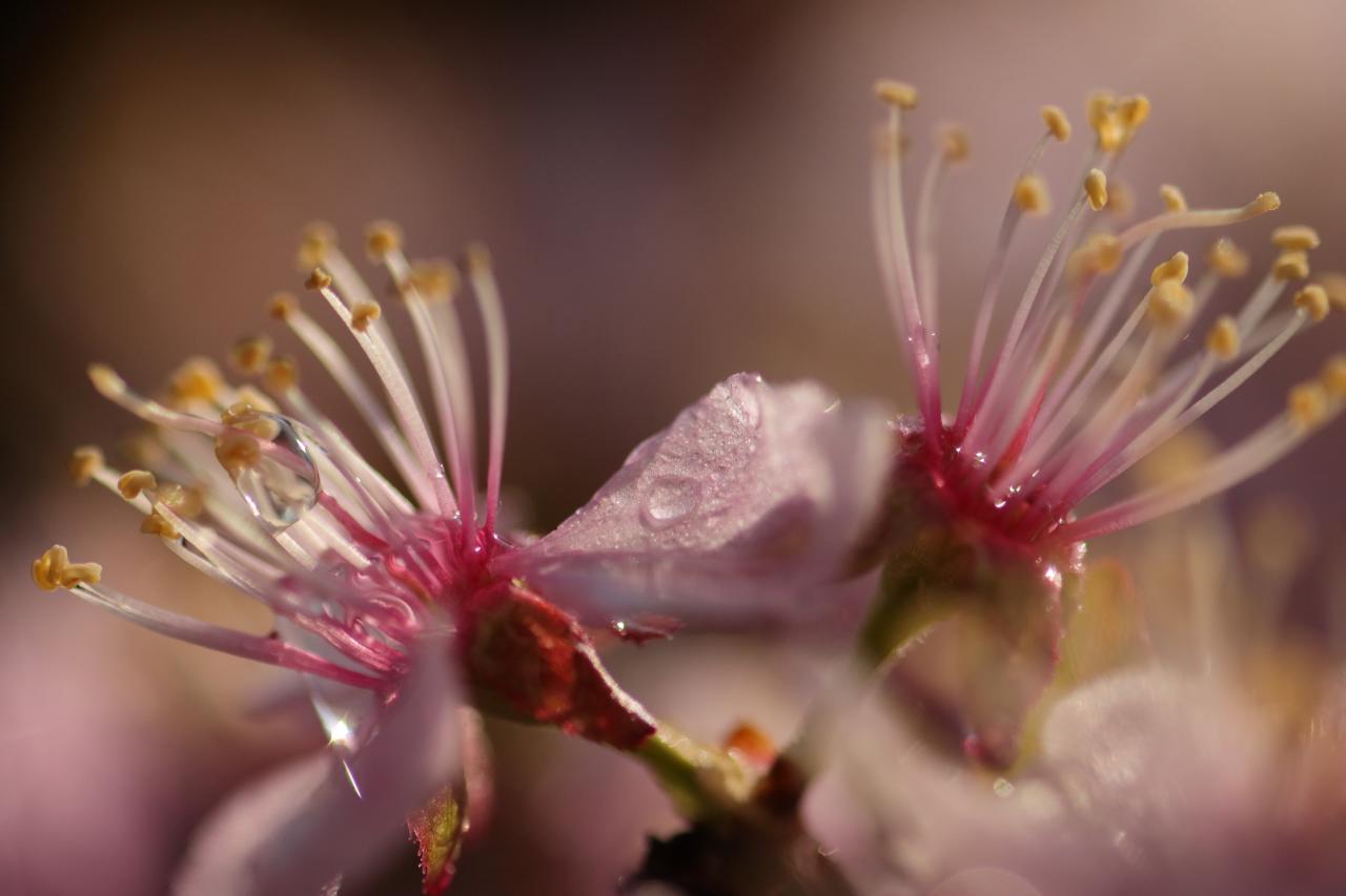 花言葉は 寂しさに耐える Everybody Photographer Com 花言葉は 寂しさに耐える Everybody Photographer Com