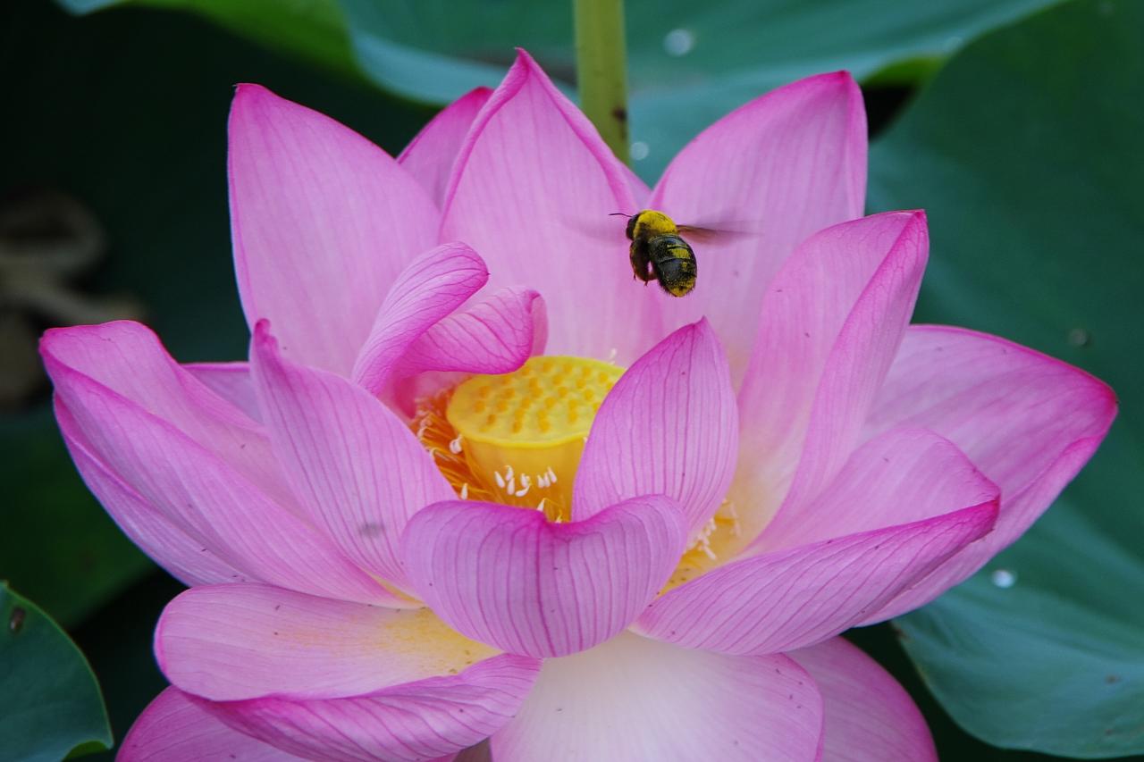 ネモフィラ マクラータ Everybody Photographer Com