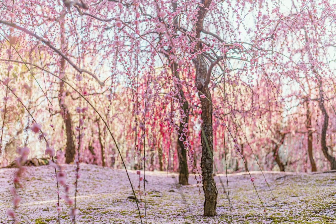 2次元 秋景色 エロ 京都 鴨川の冬景色 | EVERYBODY×PHOTOGRAPHER.com