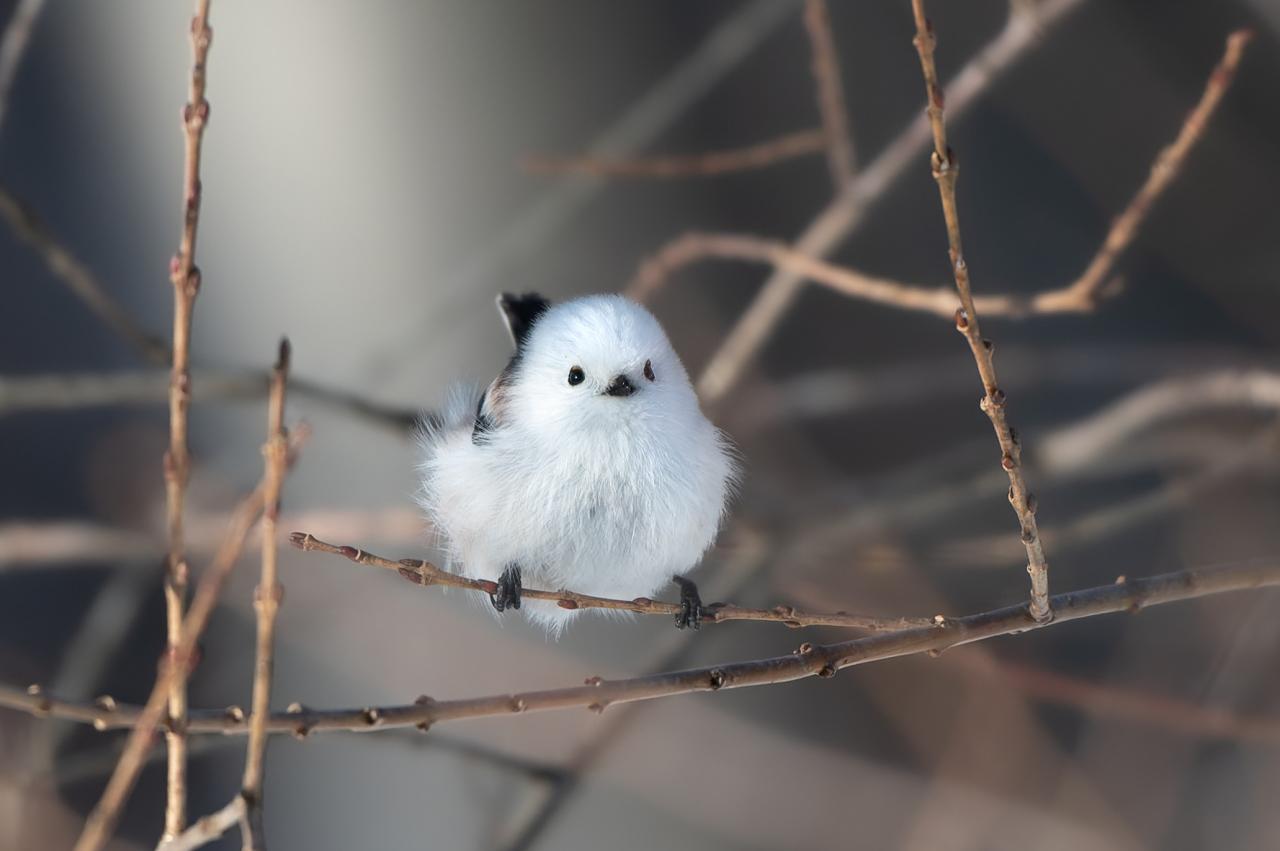 シマエナガジオラマウワッチ