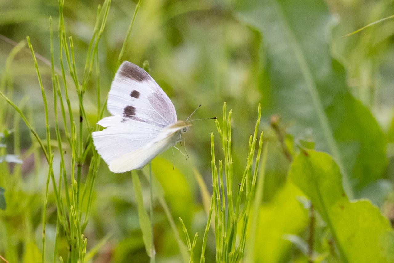 公園の仲間136 Everybody Photographer Com