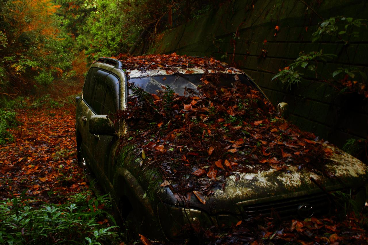 草ヒロ Everybody Photographer Com