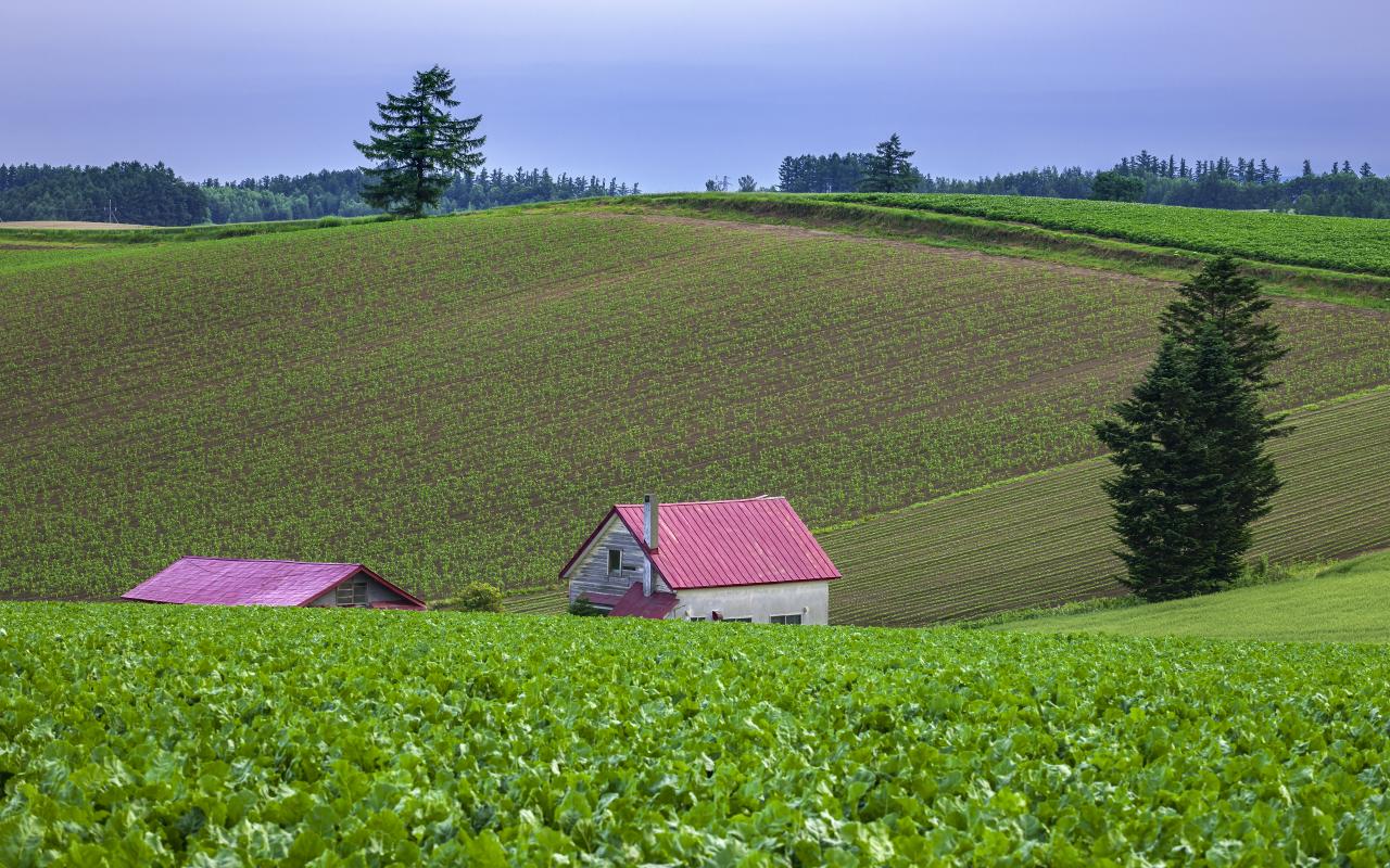 うねうねのビート畑 美瑛町 北海道 Everybody Photographer Com うねうねのビート畑 美瑛町 北海道 Everybody Photographer Com