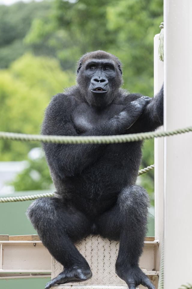 座るゴリラのノリノリライブ4 | EVERYBODY×PHOTOGRAPHER.com