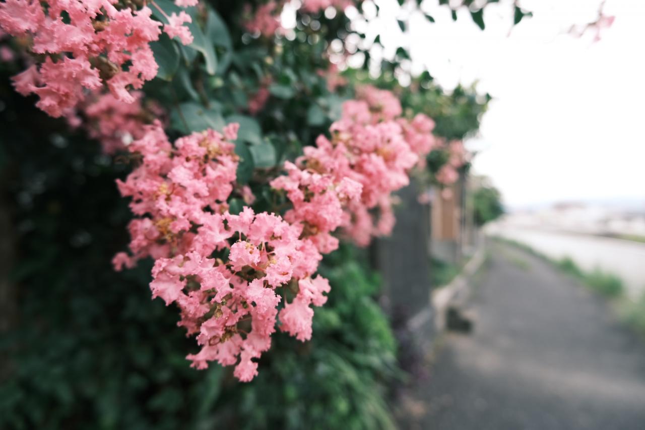 川沿いのフェンスに咲く花 Everybody Photographer Com