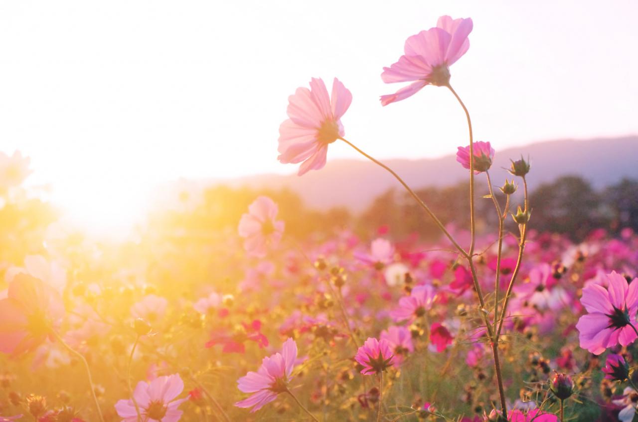 油絵　夕日の中の秋桜 油絵 夕日の中の秋桜 しょ