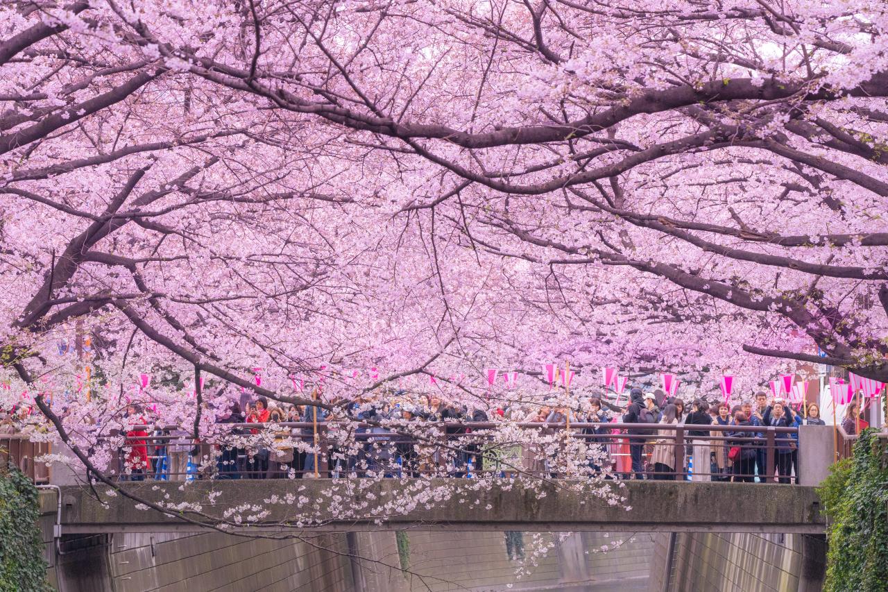 桜吹雪 Everybody Photographer Com 桜吹雪 Everybody Photographer Com