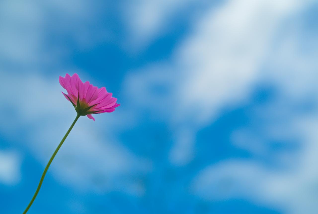 青空に咲く一輪の花 Everybody Photographer Com