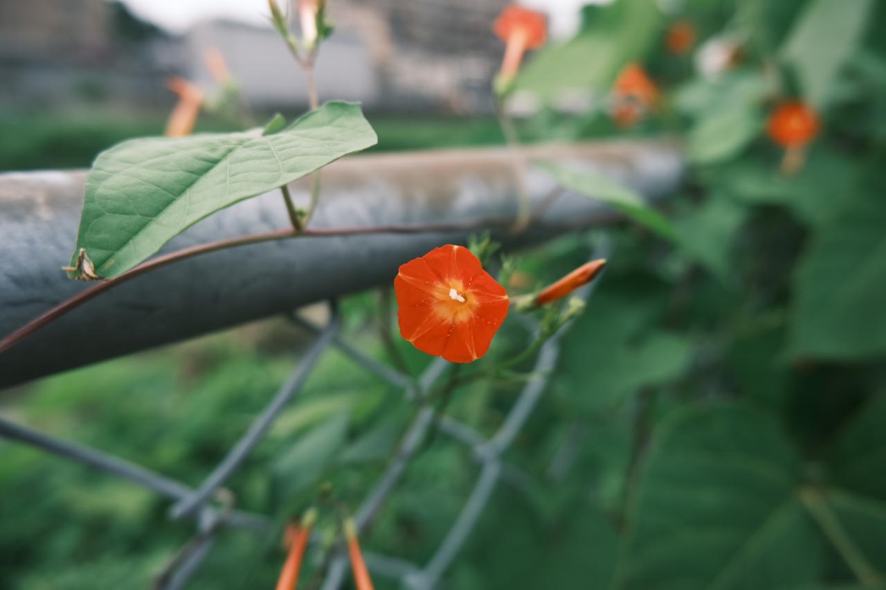 川沿いのフェンスに咲く花 Everybody Photographer Com