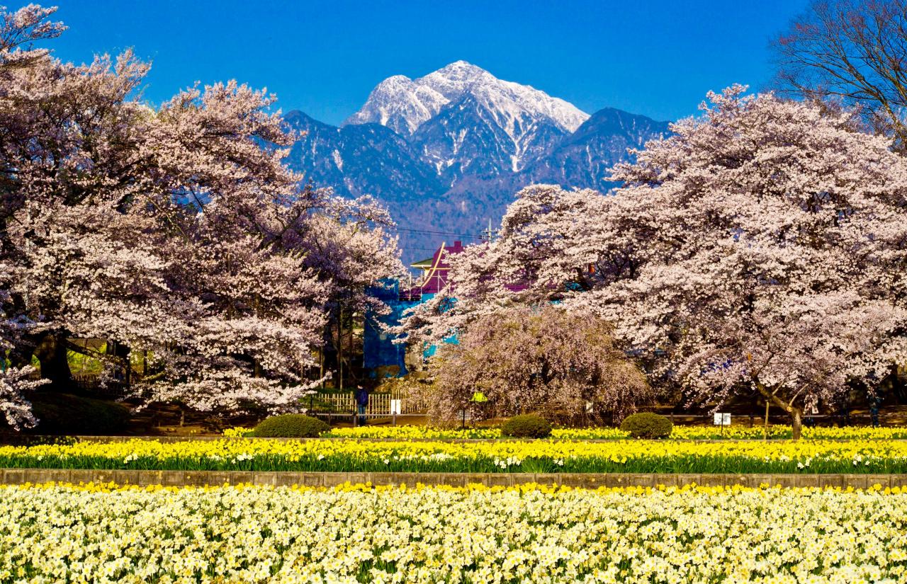 夜のワニ塚桜 Everybody Photographer Com 夜のワニ塚桜 Everybody Photographer Com