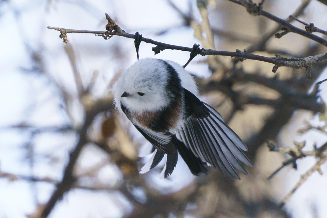 シマエナガジオラマウワッチ シマエナガジオラマウワッチ シマエナガ