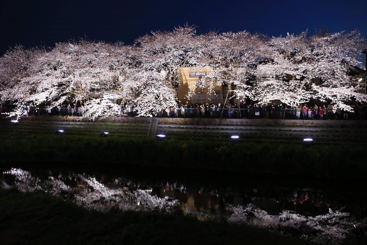 夜のワニ塚桜 Everybody Photographer Com