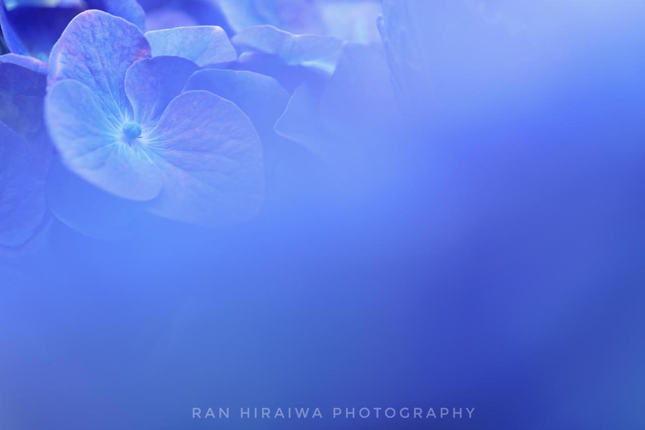 ライトアップされたわに塚の桜 Everybody Photographer Com