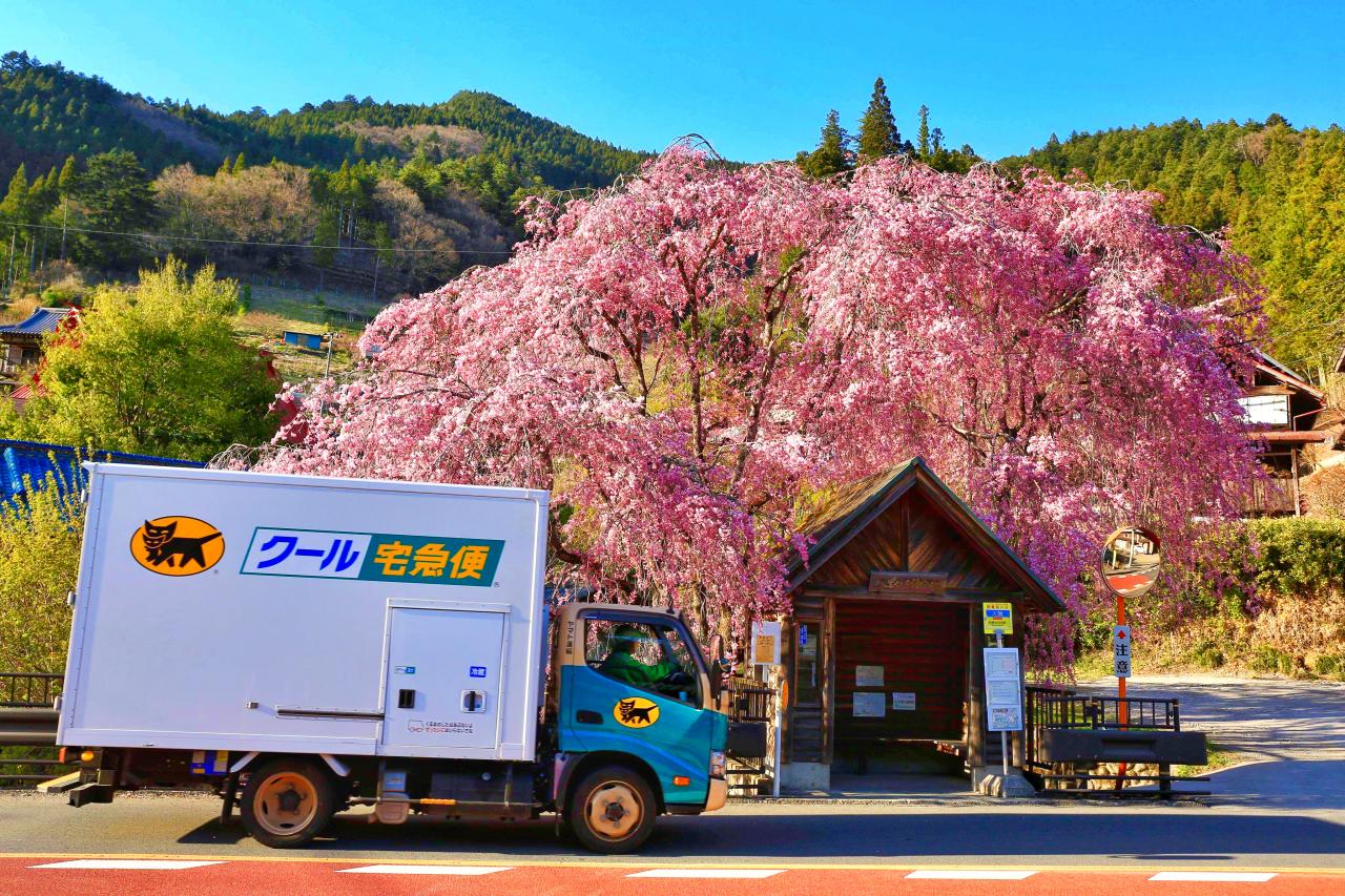 ライトアップされたわに塚の桜 Everybody Photographer Com ライトアップされたわに塚の桜 Everybody Photographer Com