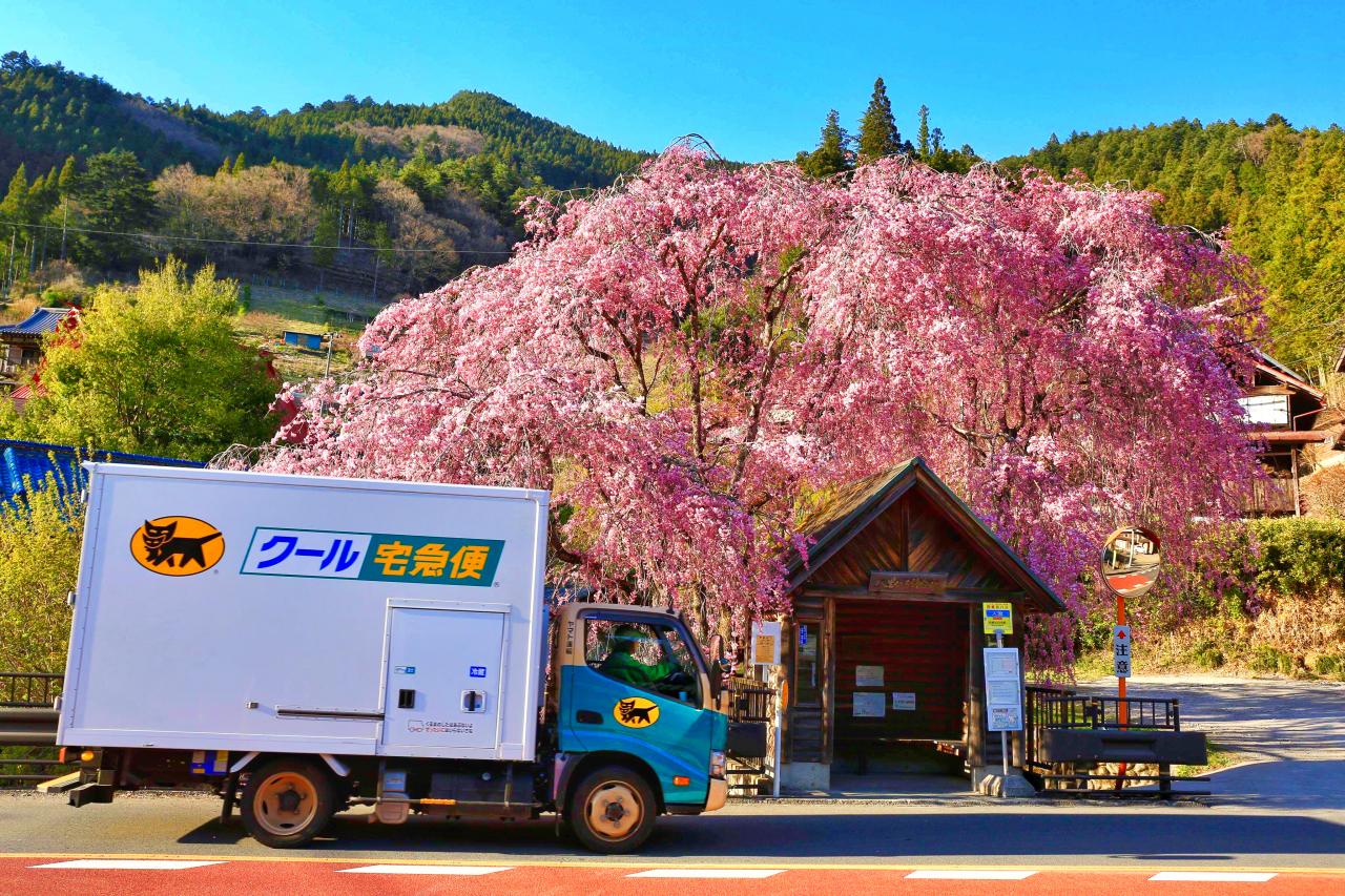 ライトアップされたわに塚の桜 Everybody Photographer Com