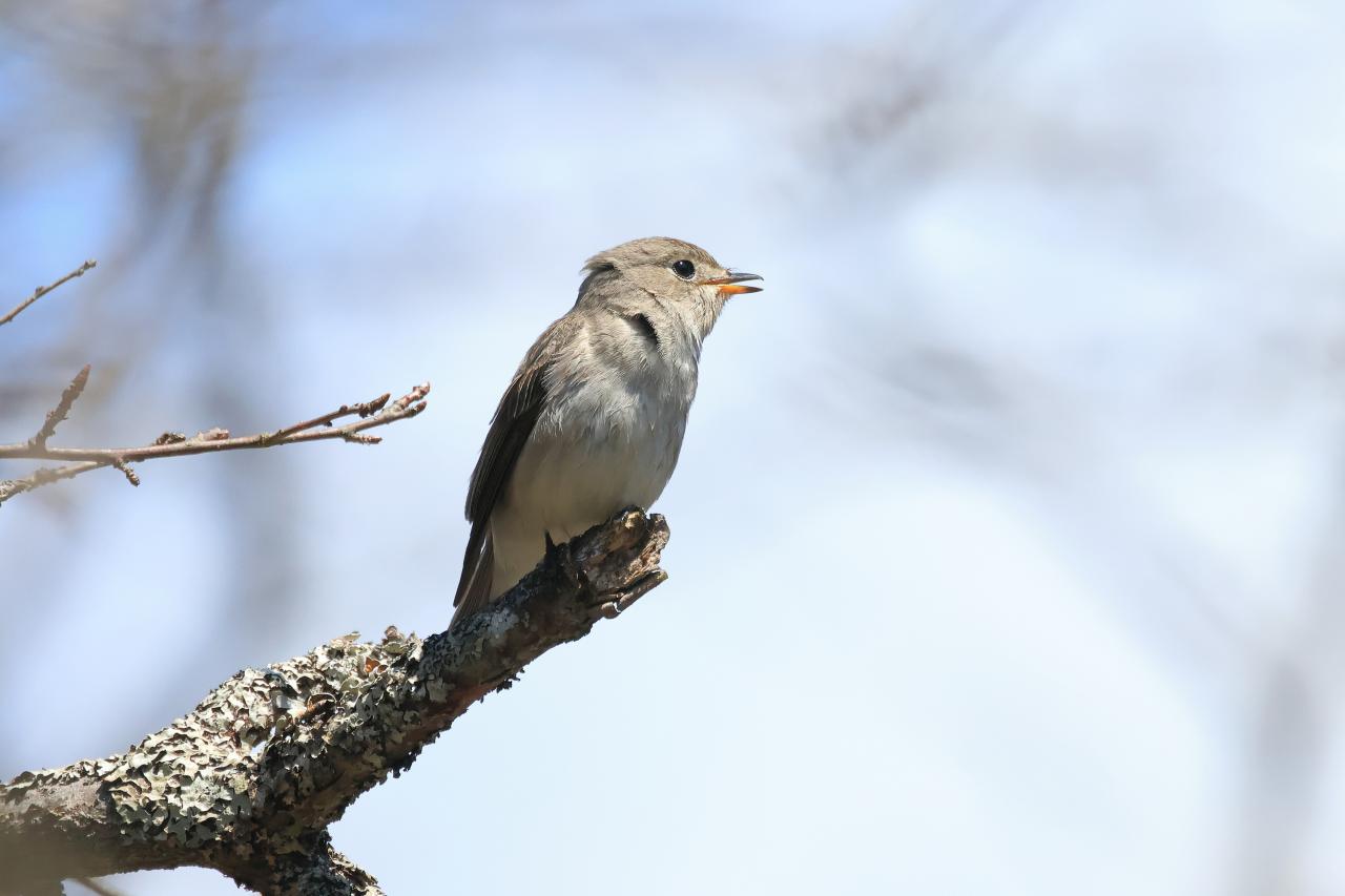 田舎のステレオタイプの小鳥の時計 【公式通販】 田舎のステレオタイプ