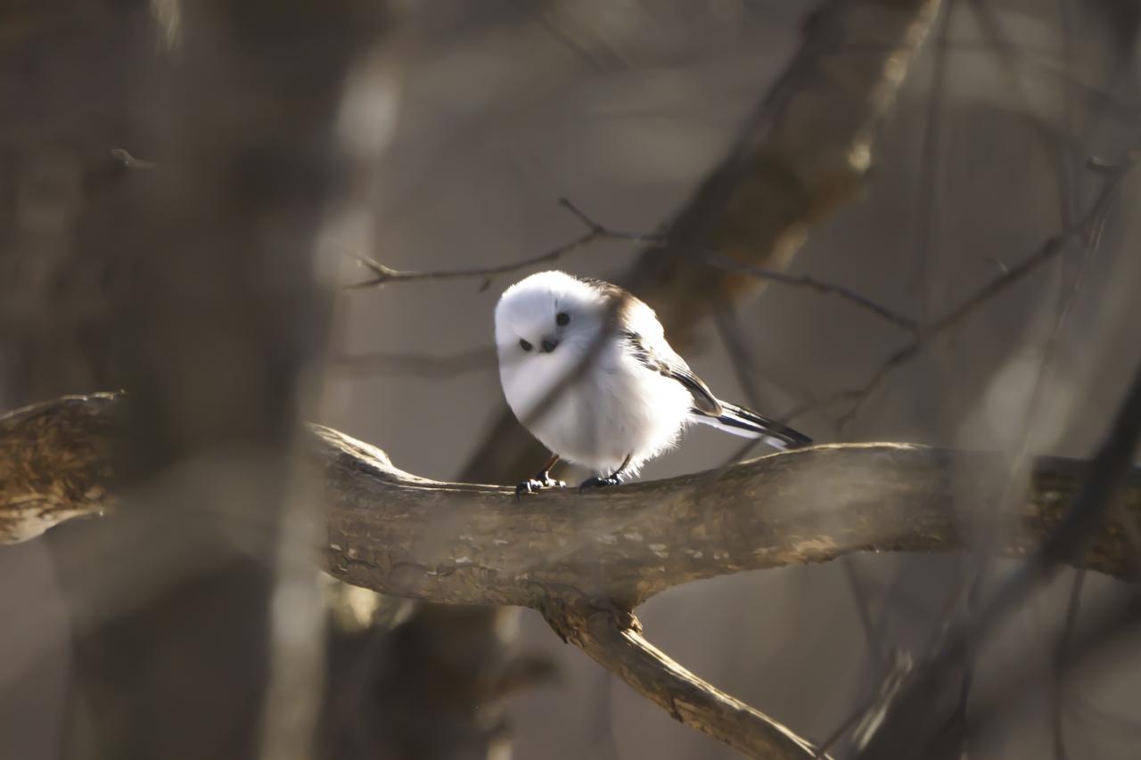シマエナガジオラマウワッチ シマエナガジオラマウワッチ - メルカリ