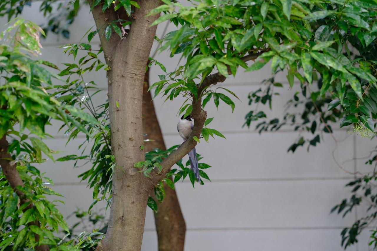 縁起の良い鳥オナガさん Everybody Photographer Com